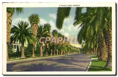 Wilshire Boulevard, Westlake Park — Aleja z palmami — Rewers