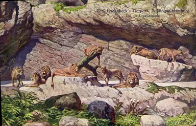 Leões na «Löwenschlucht» — Carl Hagenbeck's Tierpark, Stellingen-Hamburg — editor Carl Hagenbeck's Tierpark, n° 109