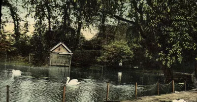 Lago com cisnes — pequena cabana — The Milton, London E.6