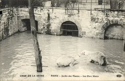 Cheia do rio Sena — Paris - Jardim dos Plantas - Os Ursos Brancos — Editor BPD