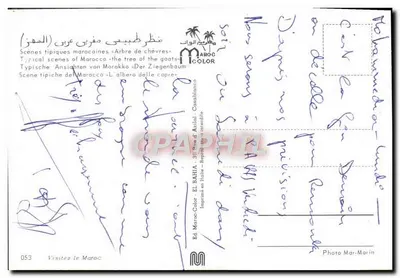 Árvore de cabras — Marrocos — Ed. MAROCOLOR n°053 — Verso
