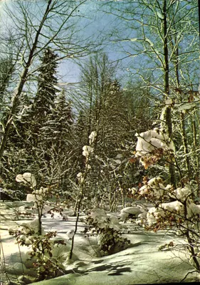 Forêt sous la Neige — Morzine (Haute-Savoie) — Éditions Naturelles