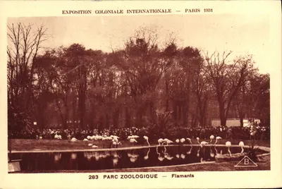 Wystawa Kolonialna Międzynarodowa — Paryż 1931 — Park Zoologiczny — Flamingi