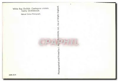 Orquídeas brancas — Coelogyne cristata — J. Arthur Dixon, Ltd. — Verso