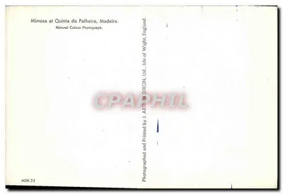 Mimosa na Quinta do Palheiro — Madeira — impresso por J. Arthur Dixon & Co. Ltd. — Verso