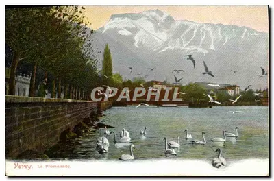 Vevey. A Promenade — vista do lago com cisnes e montanhas em segundo plano