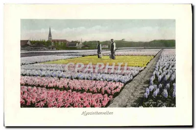 Bilhete postal antigo Jardim de Hidacinthenvelden