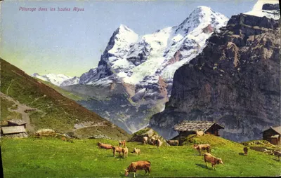 Pasterza w wysokich Alpach — alpejski widok z bykami i chatami — Phototype Co. Neuchâtel n°7966