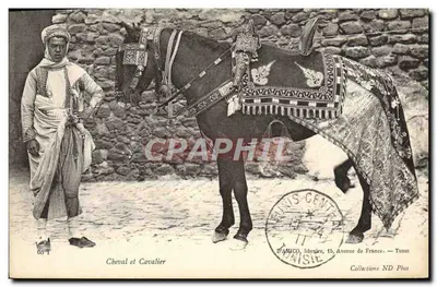 Cheval et Cavalier — Tunisie — DAMICO, libraire, 15, Avenue de France — Tunis