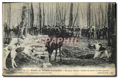 Forêt de Villers-Cotterêts — Hallali de Cerf à La Montagneite — Équipage Menier — Collection H. M. — 1907