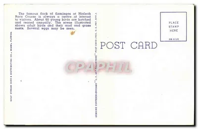 Różowe flamingi i gniazda na Hipodromie w Hialeah, Floryda — D.C. 27 — Gulf Stream Card & Distributing Co. — Rewers