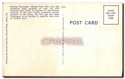 Flamingos em ninho no Hialeah Park, Miami, Florida — No. 119 — Olympia Craft Co. — Verso