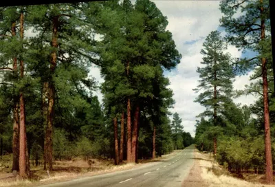 Rodovia através da floresta de pinheiros Ponderosa — Arizona — editor Fronske Studio, Flagstaff