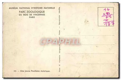 Una joven pantera asiática — Museo Nacional de Historia Natural, Parque Zoológico del Bois de Vincennes — Foto Frères — Reverso