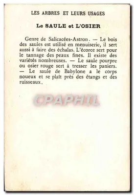 Czapla i osier — Drzewa i ich zastosowania — Rewers