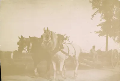 Dois cavalos puxando uma carruagem — homem no guidão —