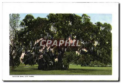 In the Land of King Cotton, Near New Orleans, LA — cena de colheita de algodão com dois homens e uma criança — texto impresso embaixo — Verso