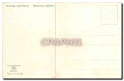 Kwitnienie alpejskie — Saxifraga oppositifolia i Ranunculus alpestris — PHOTOCHROMIE Alpenflora, seria 518, n° 891 — Rewers