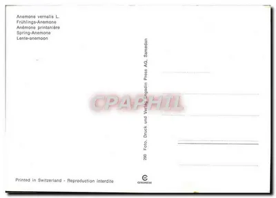 Lente anemone — Anemone vernalis L. — nr. 290 — Achterkant