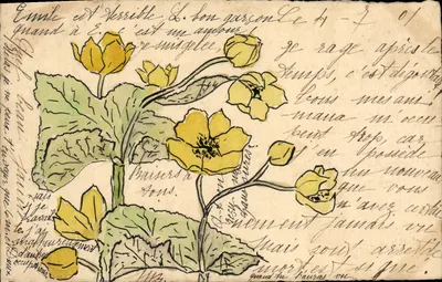 Flores amarelas — desenho a tinta e aquarela — editor desconhecido, número de série não visível