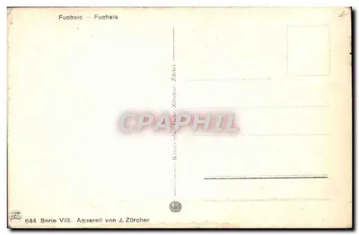 Fuchsie — Aquarelka J. Zürcher — seria VIII, nr 644 — Rewers