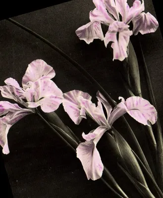 Íris — flores violetas sobre fundo preto — Carta postal