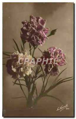 Arranjo de pivoines — La Favourite, n° 821