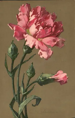 Carnição — flor rosa e botões — editor Massner & Buch, série 1835