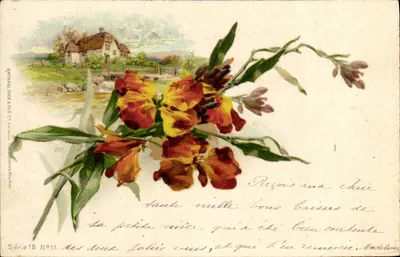 Flores amarelas e vermelhas — editor Raphael Tuck & Fils, Série 18 N°11