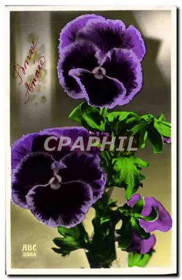 Pansées violettes — editor ABC n° 2364