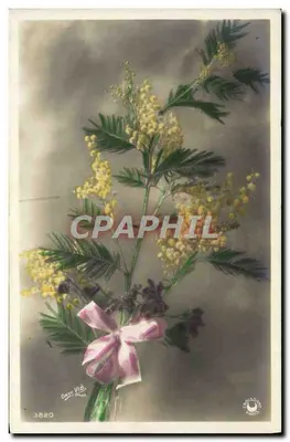 Mimosa — buquê com laço rosa — fototipia OAST VIE