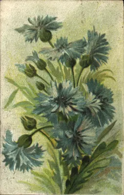 Flores de papoulas — ilustração — Impressão na Itália