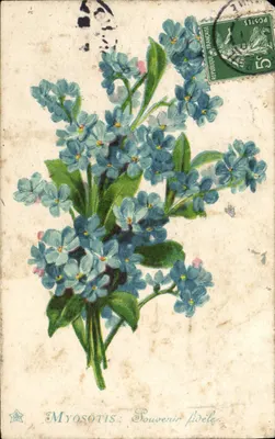 Myosotis — Lembrete fiel — editor desconhecido, número de série não visível