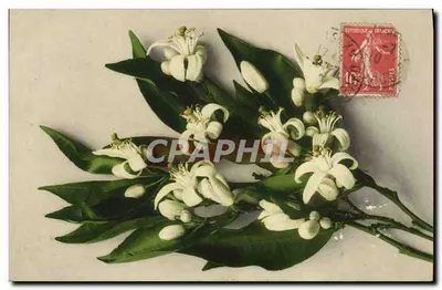 Flores de laranja — Editor não visível — Carimbo 10c República Francesa