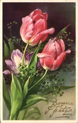 Arranjo de tulipas rosa — Feliz Aniversário — editor não visível