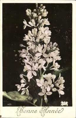 Jasmin em flor — Boa Ano — J. de Carr. n° 481