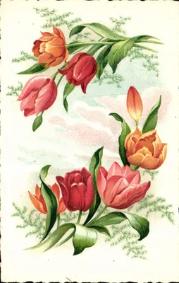 Tulipas coloridas — ilustração botânica — M.D. Paris, série n° 3315