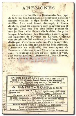 Anêmonas — buquê em vaso ornamental — A. Bonnin-Lecomte, Châteauroux — Verso