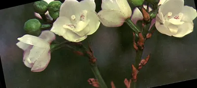 Orquídea nacional do Panamá — Orquídea do Espírito Santo
