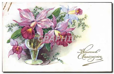 Arranjo de orquídeas — Aniversário — Graphphil