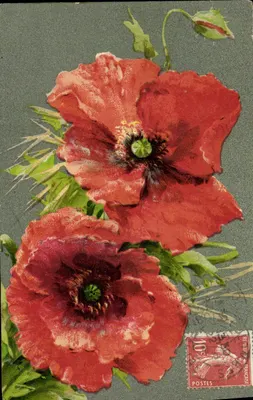 Coquelicots — ilustração — República Francesa