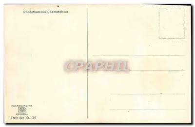 Różowe kwiaty na górze — Alpenflora — Photochromie, seria 518, n° 895 — Rewers