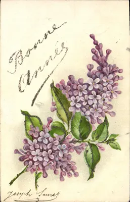 Lilás — Boa Ano — Joseph Sauvret