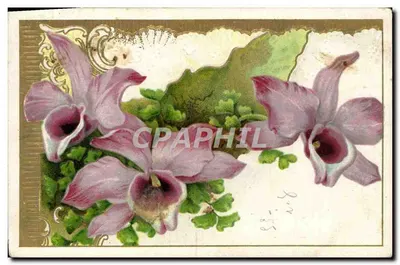 Orquídeas rosas — ilustração ornada — Levelezö-Lap