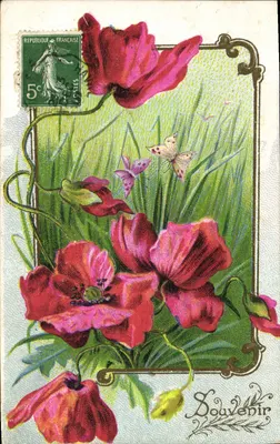 Flores de papoula — lembrança — J.C. Paris n°506
