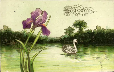 Íris e cisne — Lembrete — Carta postal