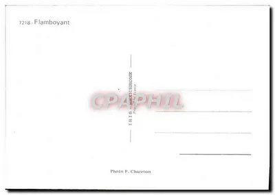 Flamboyant — Drzewo w kwiecie — IRIS-MEXICHROME, Fot. P. Chareton, n°7218 — Rewers