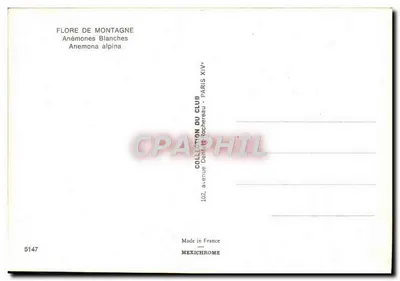 Witte anemonen — Anemona alpina — Collectie van het Club — n° 5147 — Achterkant