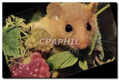 Campanha da Infância — Hamster entre morangos — Editado pelo Comitê Nacional da Infância