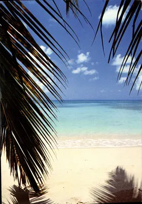 Praia tropical vista entre palmeiras — Images das Antilhas, n° 730715